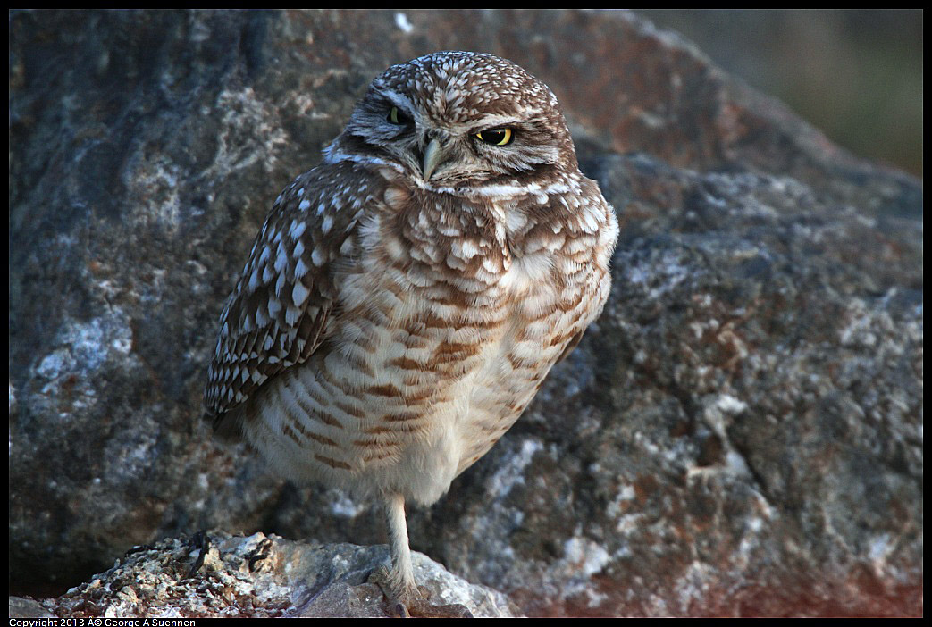0223-175507-01.jpg - Burrowing Owl