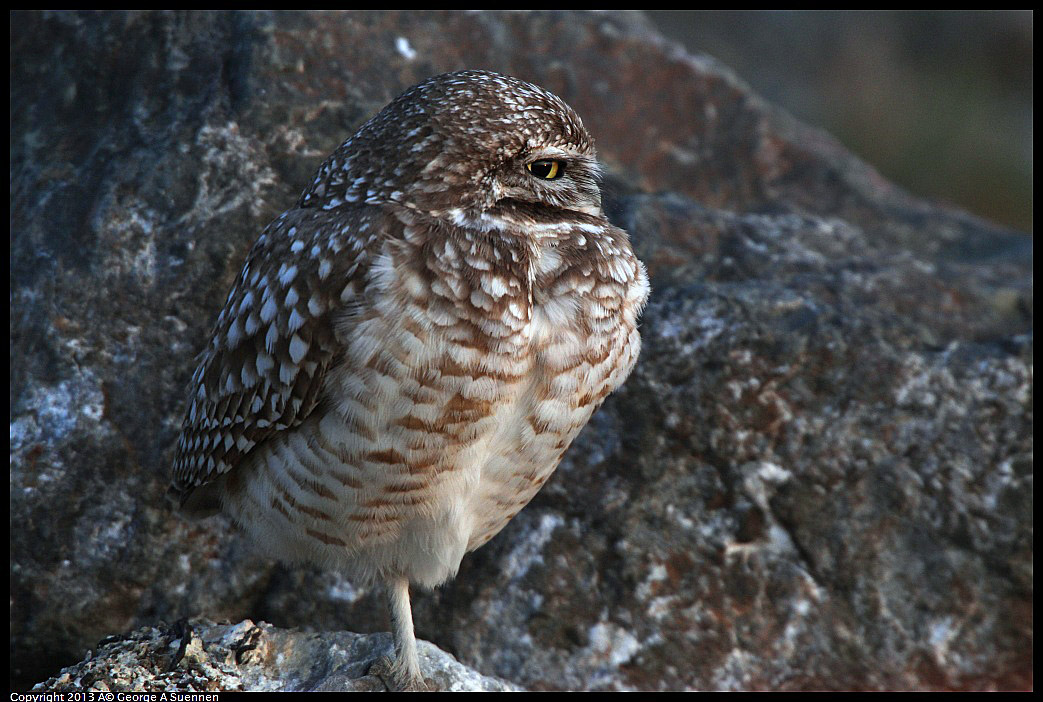 0223-175507-05.jpg - Burrowing Owl