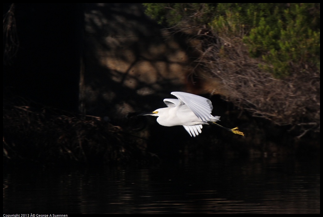 0226-082404-03.jpg - Snowy Egret