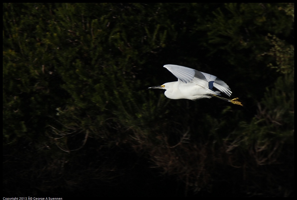 0226-082408-03.jpg - Snowy Egret