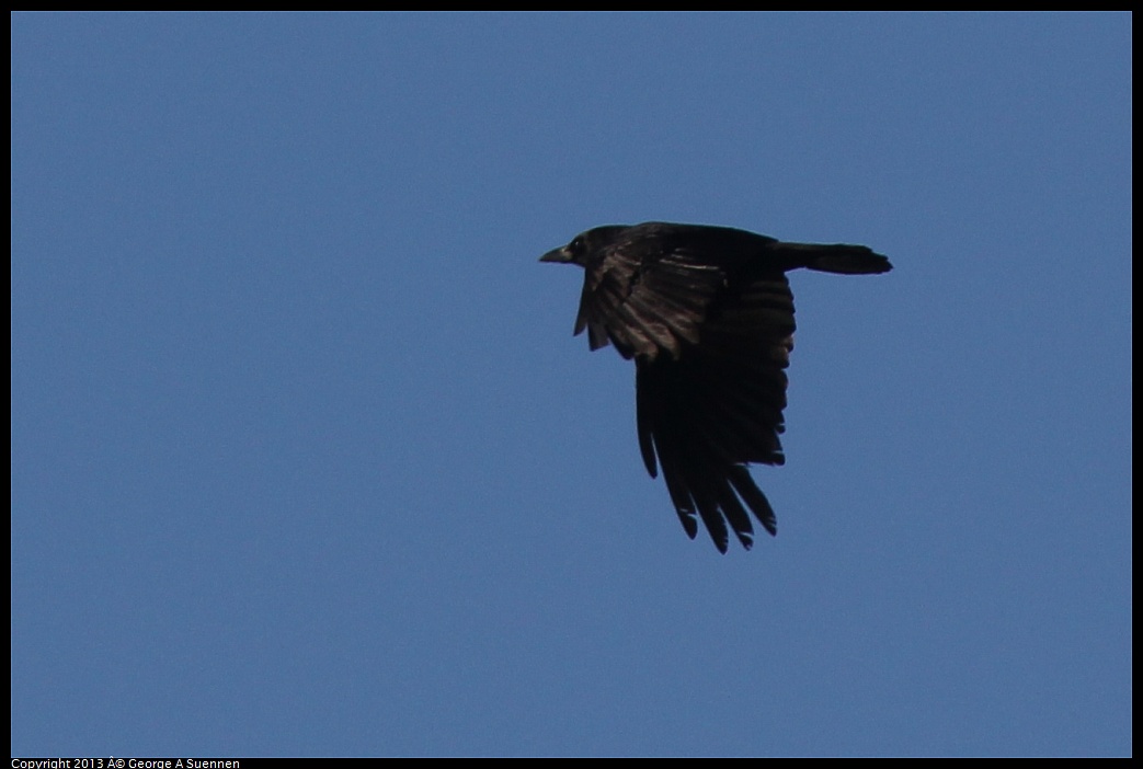 0226-082749-01.jpg - American Crow