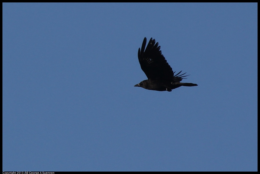 0226-082749-03.jpg - American Crow
