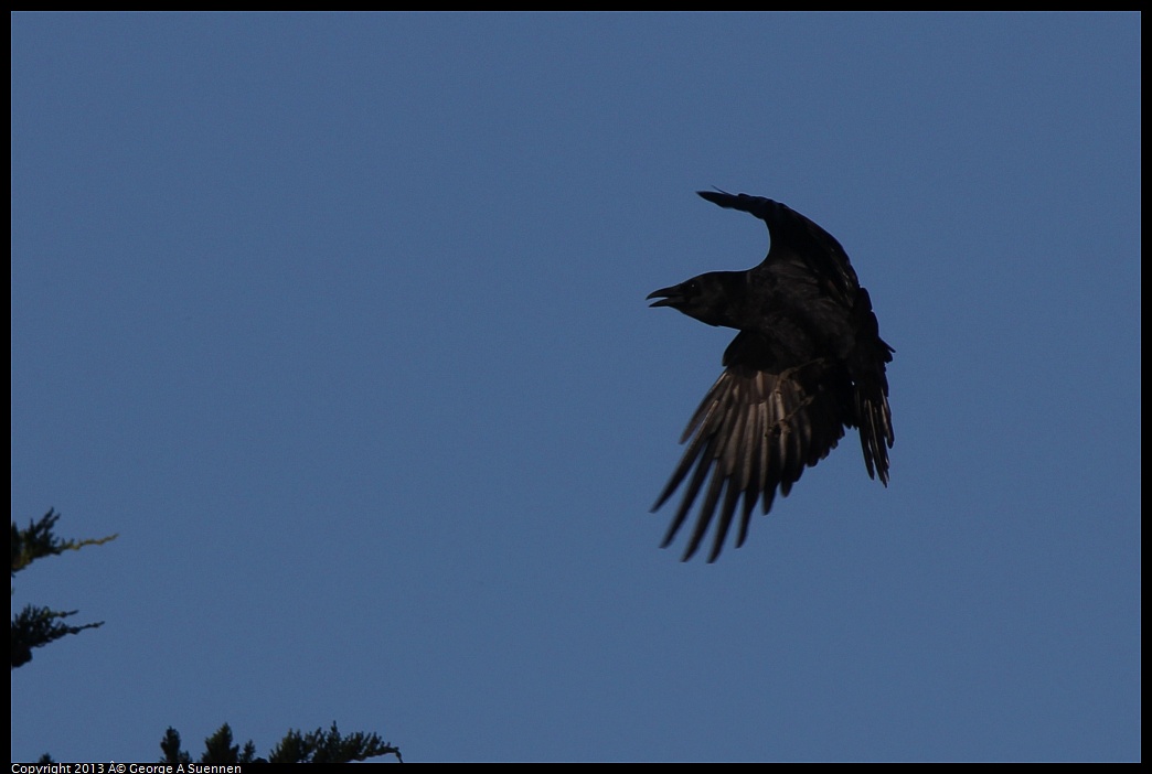 0226-083146-01.jpg - American Crow