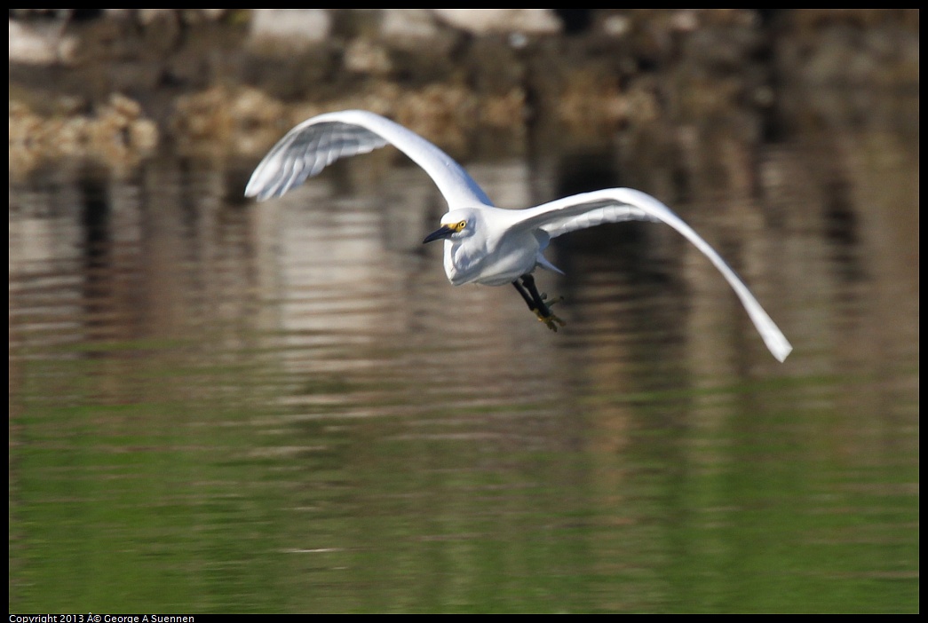 0226-083305-01.jpg - Snowy Egret