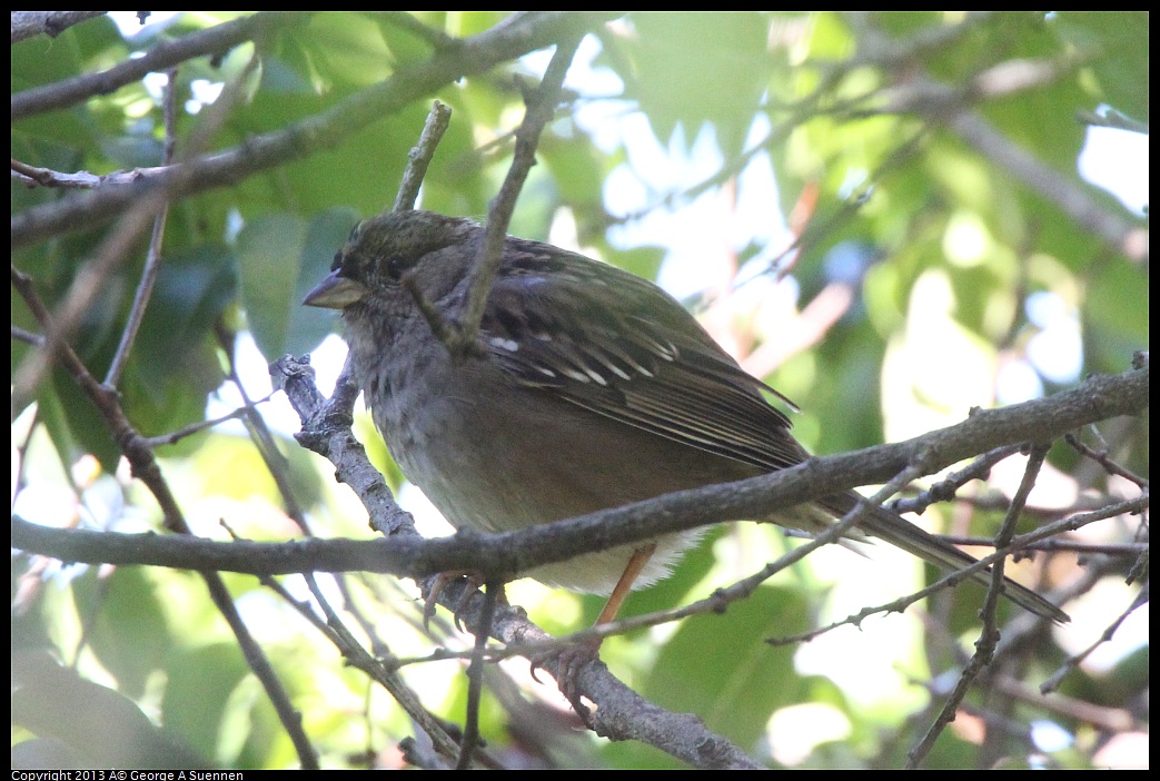 0226-100059-02.jpg - Golden-crowned Sparrow