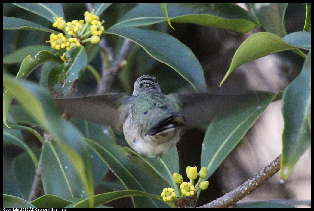 0226-100522-01.jpg - Anna's Hummingbird