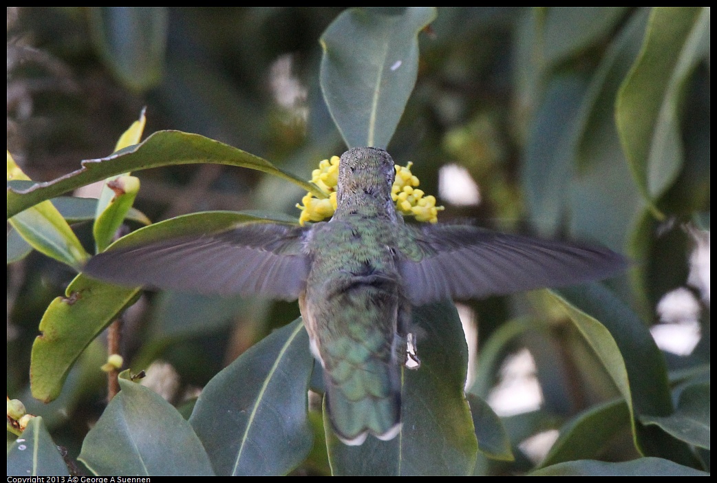 0226-100535-02.jpg - Anna's Hummingbird