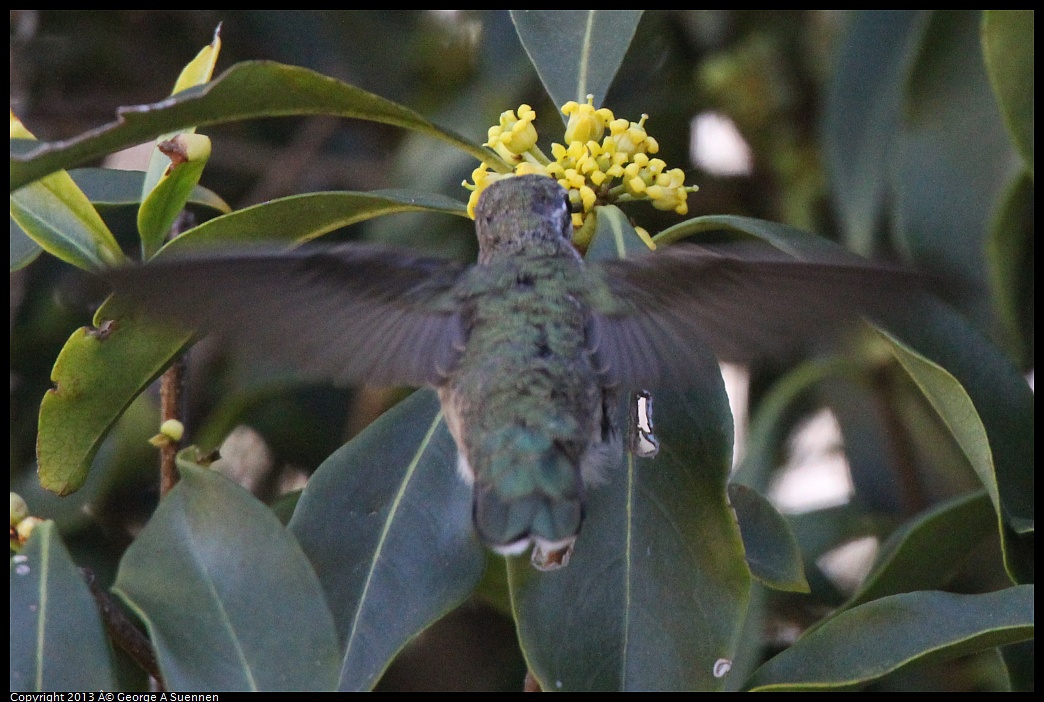0226-100536-06.jpg - Anna's Hummingbird