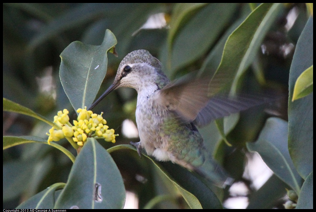 0226-100541-03.jpg - Anna's Hummingbird
