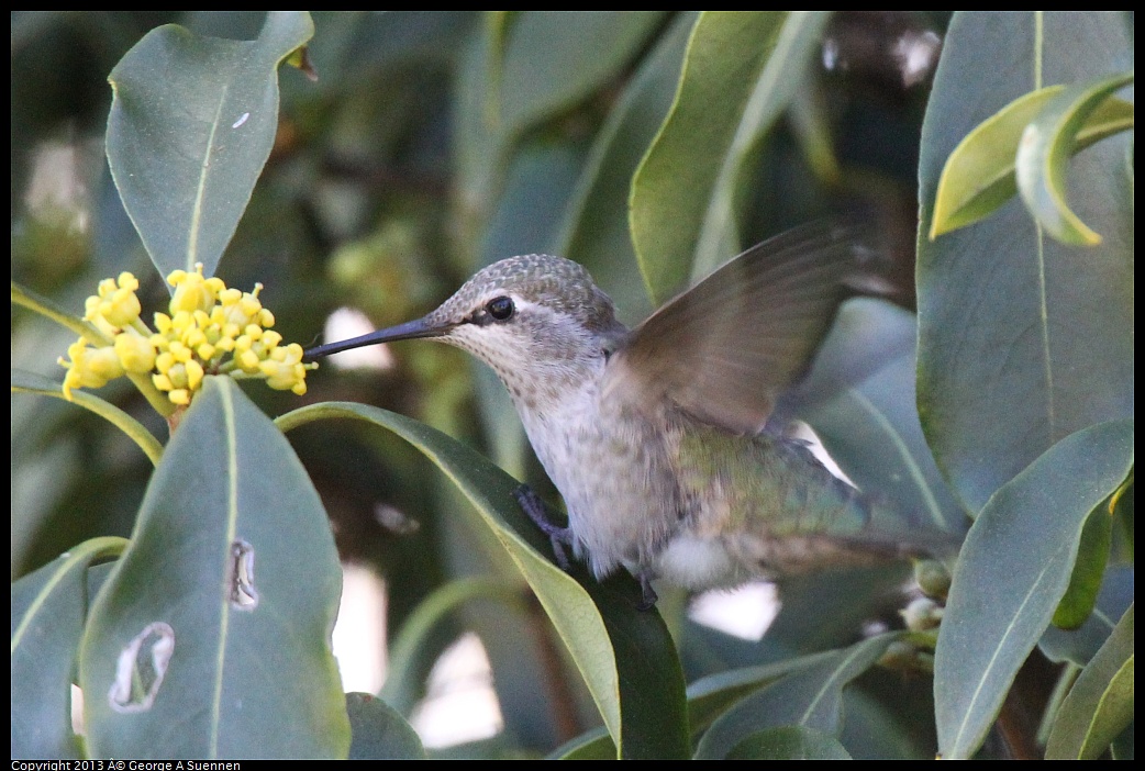 0226-100543-03.jpg - Anna's Hummingbird