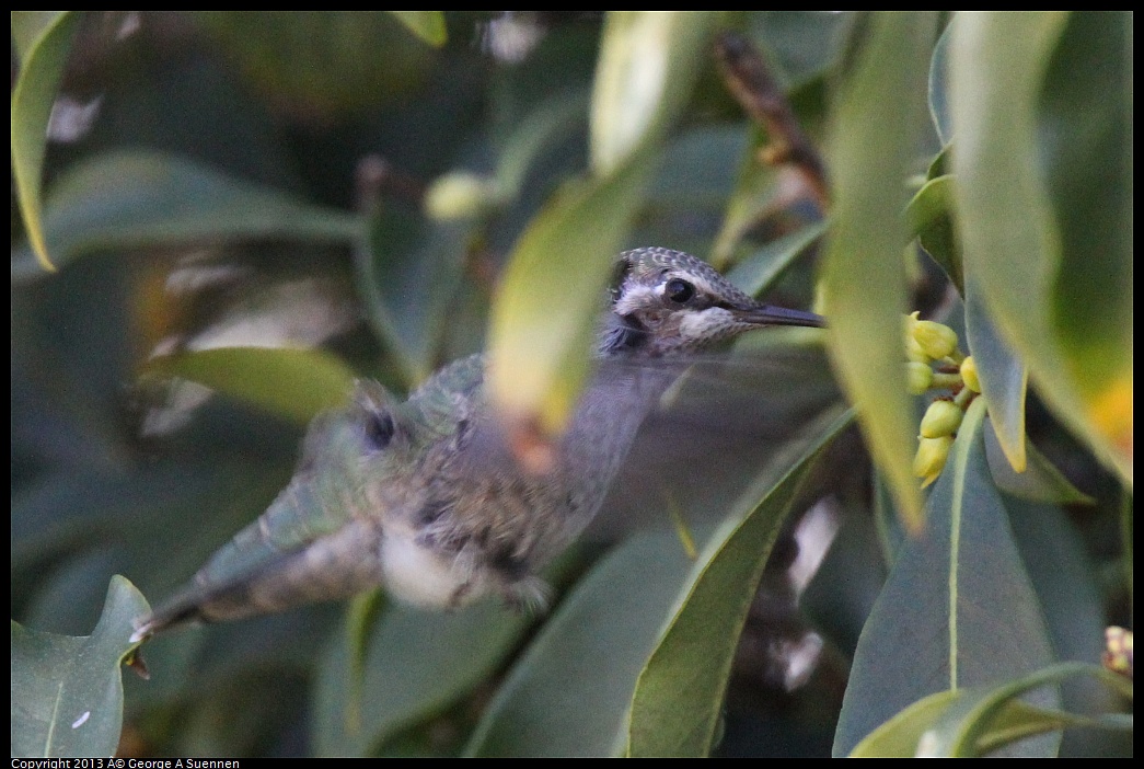 0226-100546-02.jpg - Anna's Hummingbird