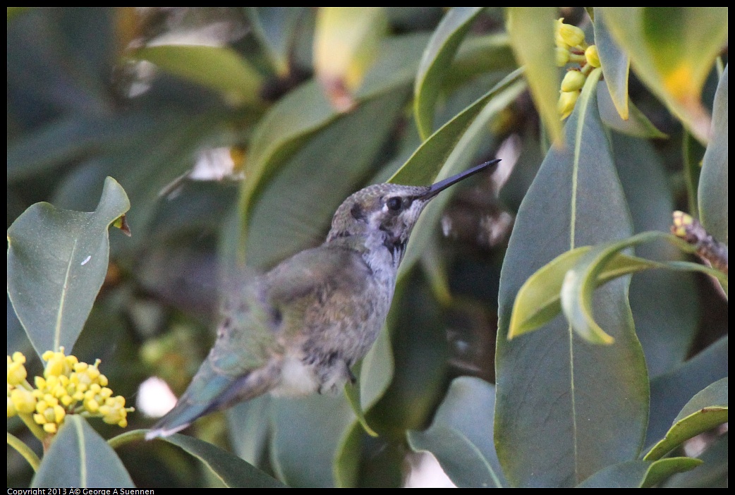 0226-100549-01.jpg - Anna's Hummingbird