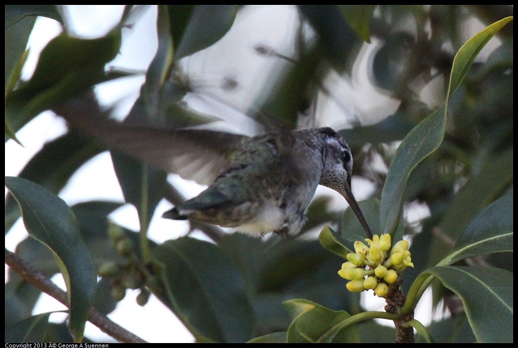 0226-100609-03.jpg - Anna's Hummingbird