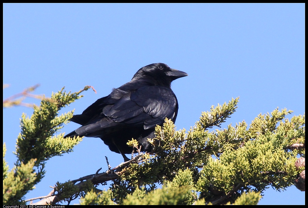 0226-101106-01.jpg - American Crow