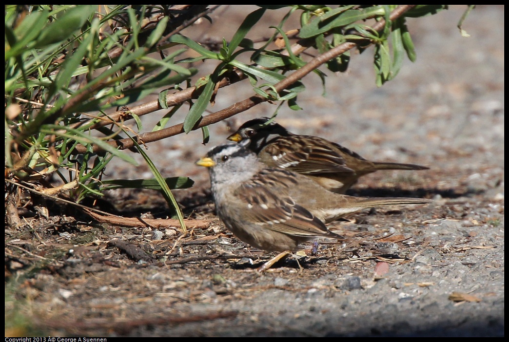 0226-101536-01.jpg - White-crowned Sparrow