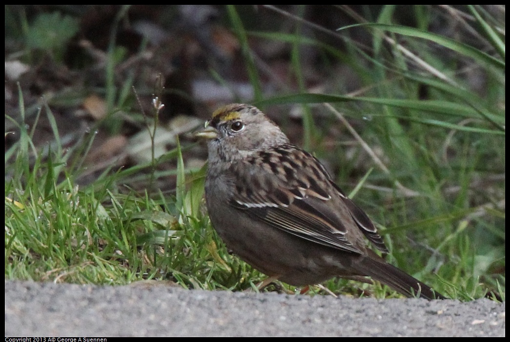 0227-091217-03.jpg - Golden-crowned Sparrow