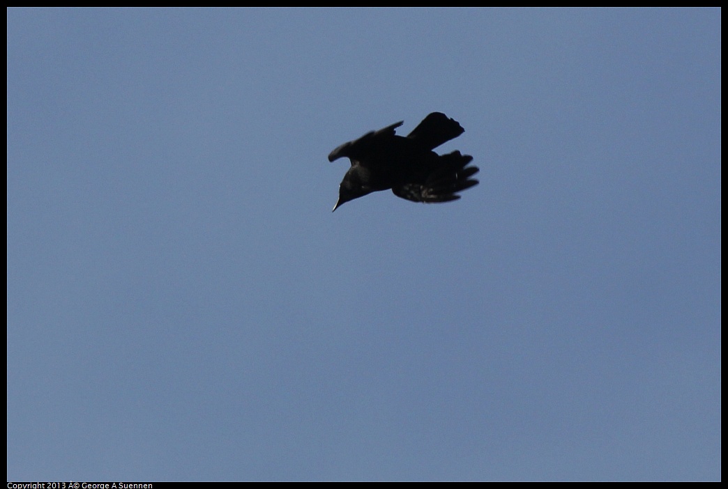 0227-091444-02.jpg - American Crow
