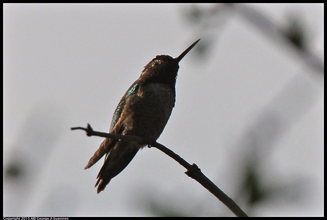 0228-083237-02.jpg - Anna's Hummingbird