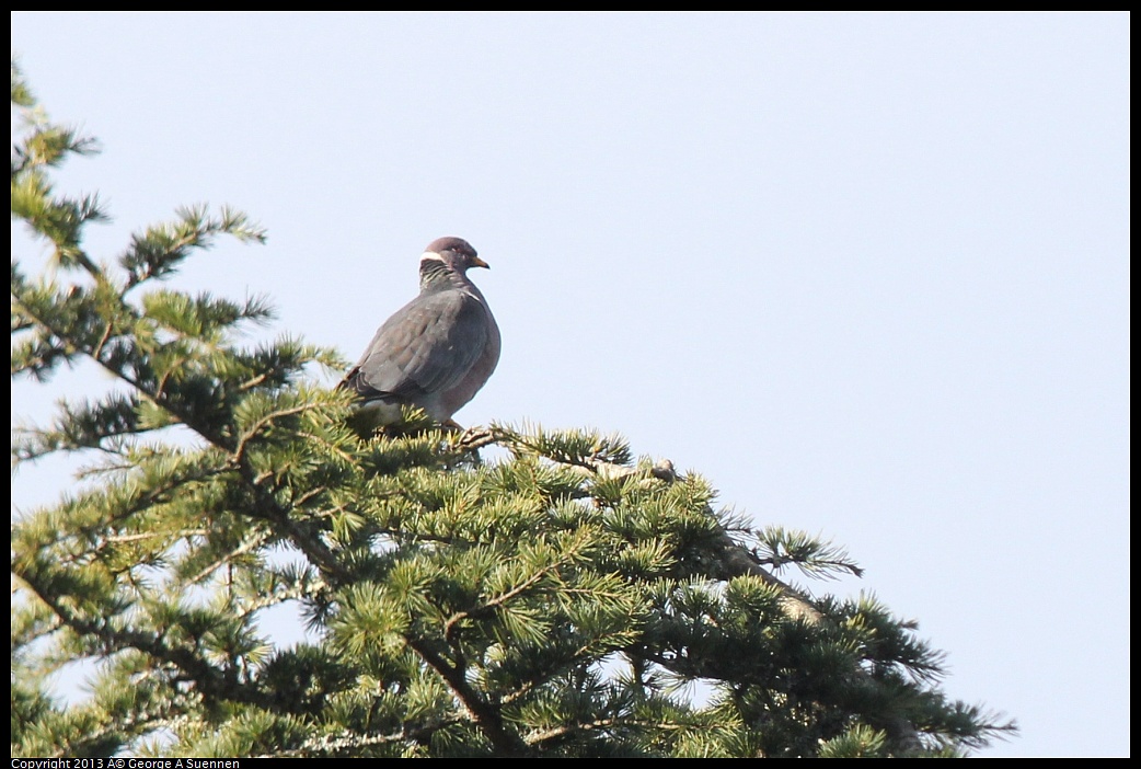 0228-083427-01.jpg - Band-tailed Pigeon