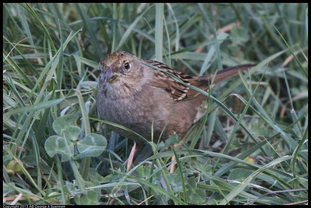 0228-085515-02.jpg - Golden-crowned Sparrow