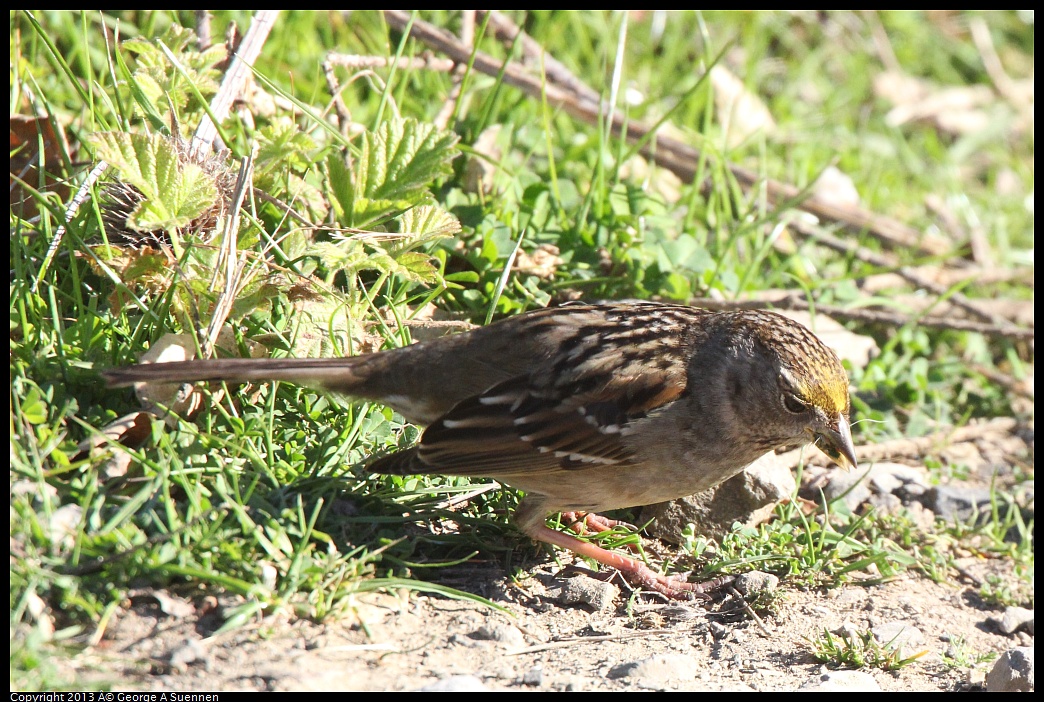0228-090436-01.jpg - Golden-crowned Sparrow