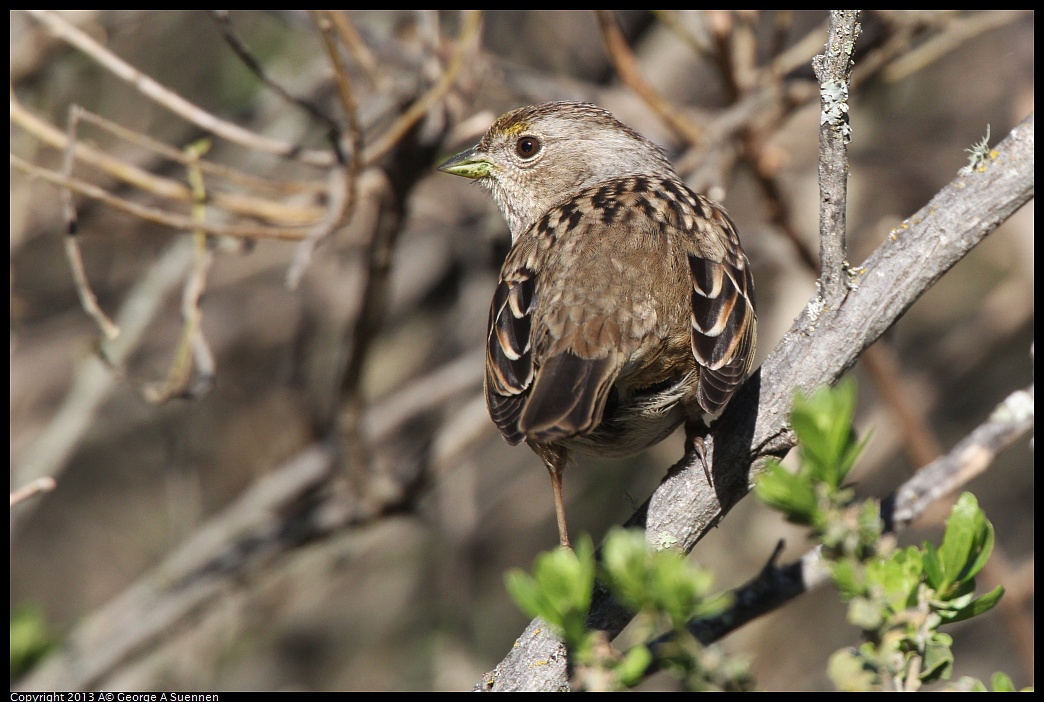 0228-090745-02.jpg - Golden-crowned Sparrow
