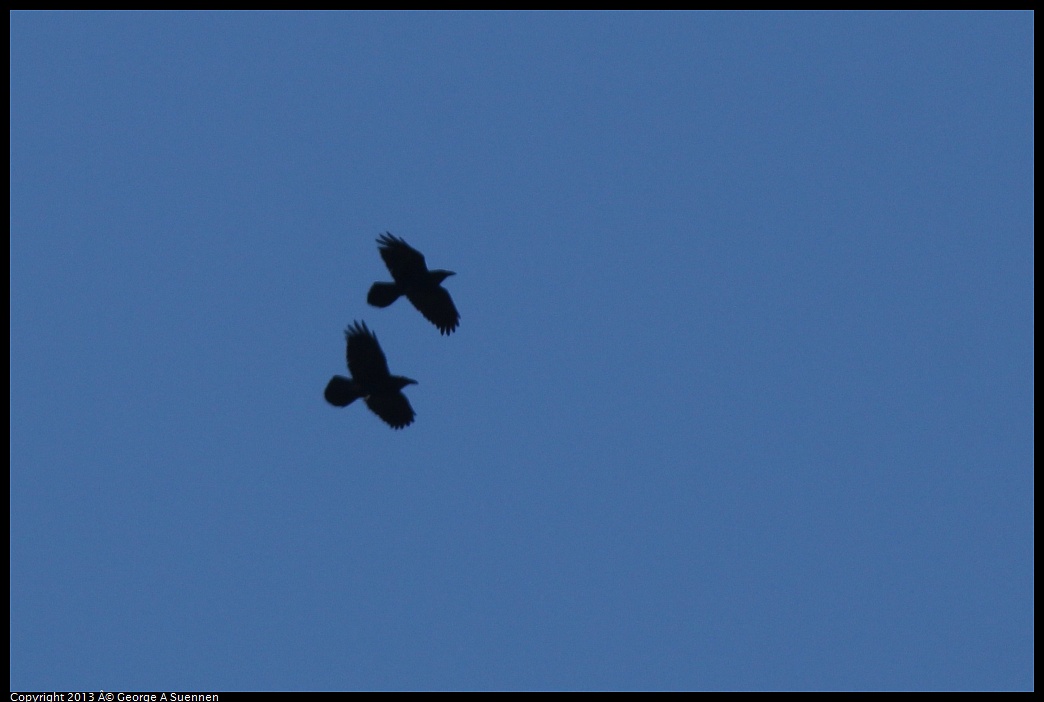 0228-103813-01.jpg - Common Raven