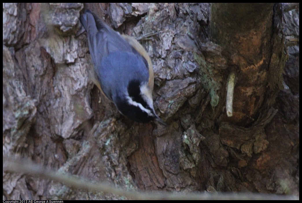 0228-104212-02.jpg - Red-breasted Nuthatch