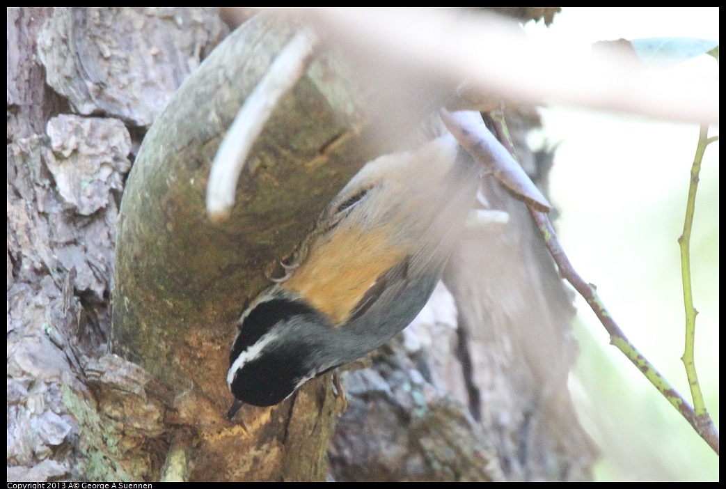 0228-104215-01.jpg - Red-breasted Nuthatch