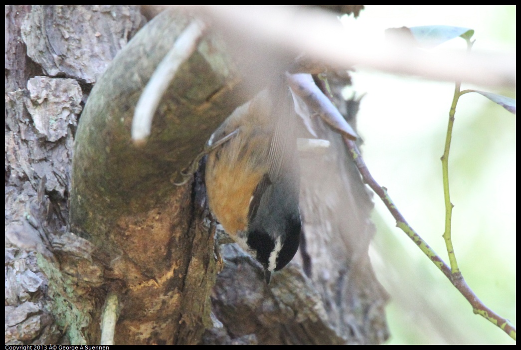 0228-104215-02.jpg - Red-breasted Nuthatch