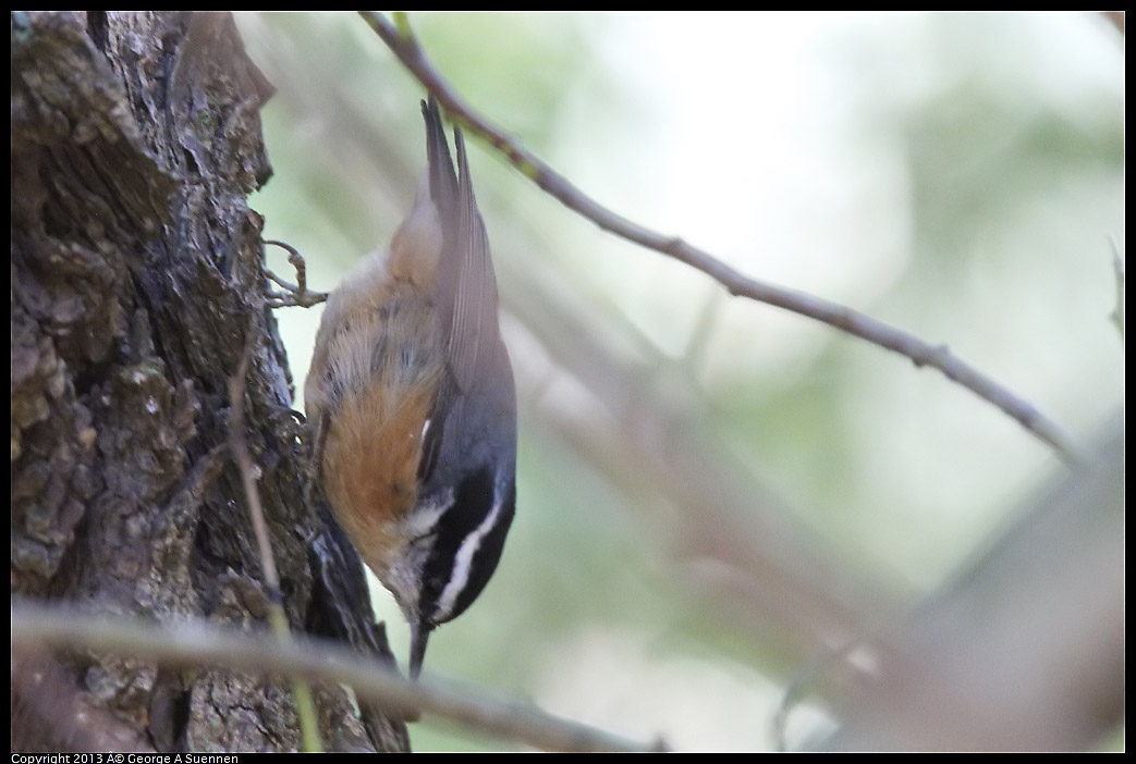 0228-104218-03.jpg - Red-breasted Nuthatch
