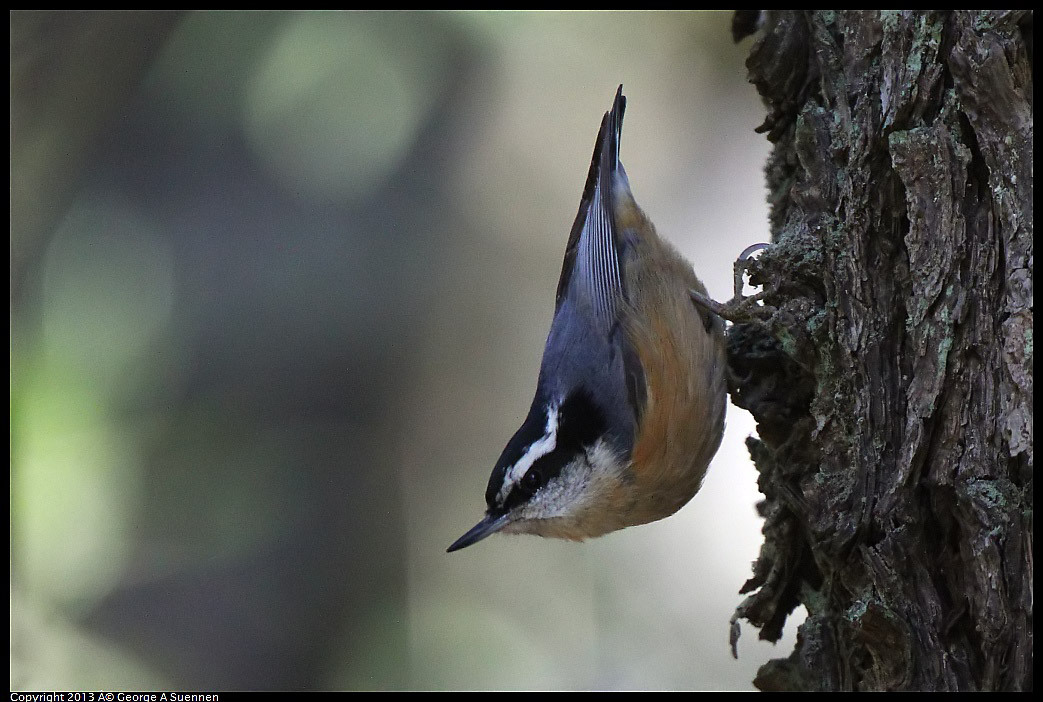 0228-104232-04.jpg - Red-breasted Nuthatch