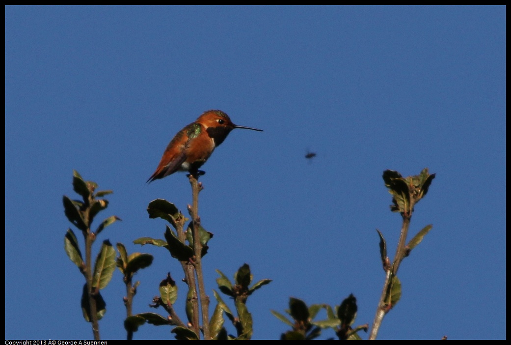 0301-103601-02.jpg - Allen's Hummingbird