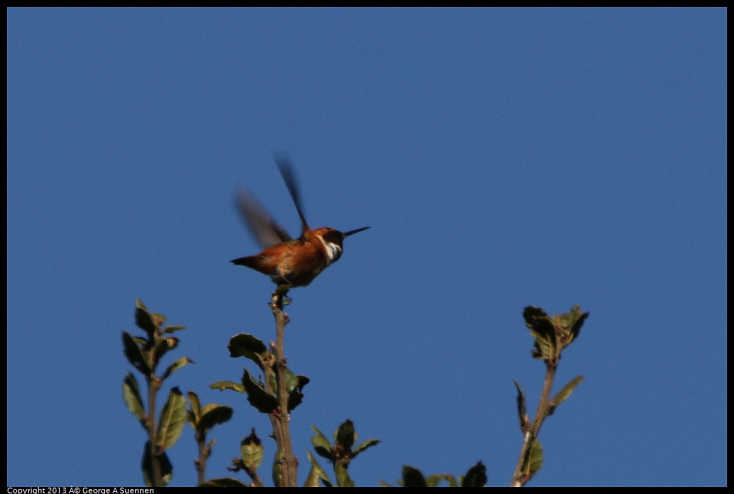 0301-103613-02.jpg - Allen's Hummingbird