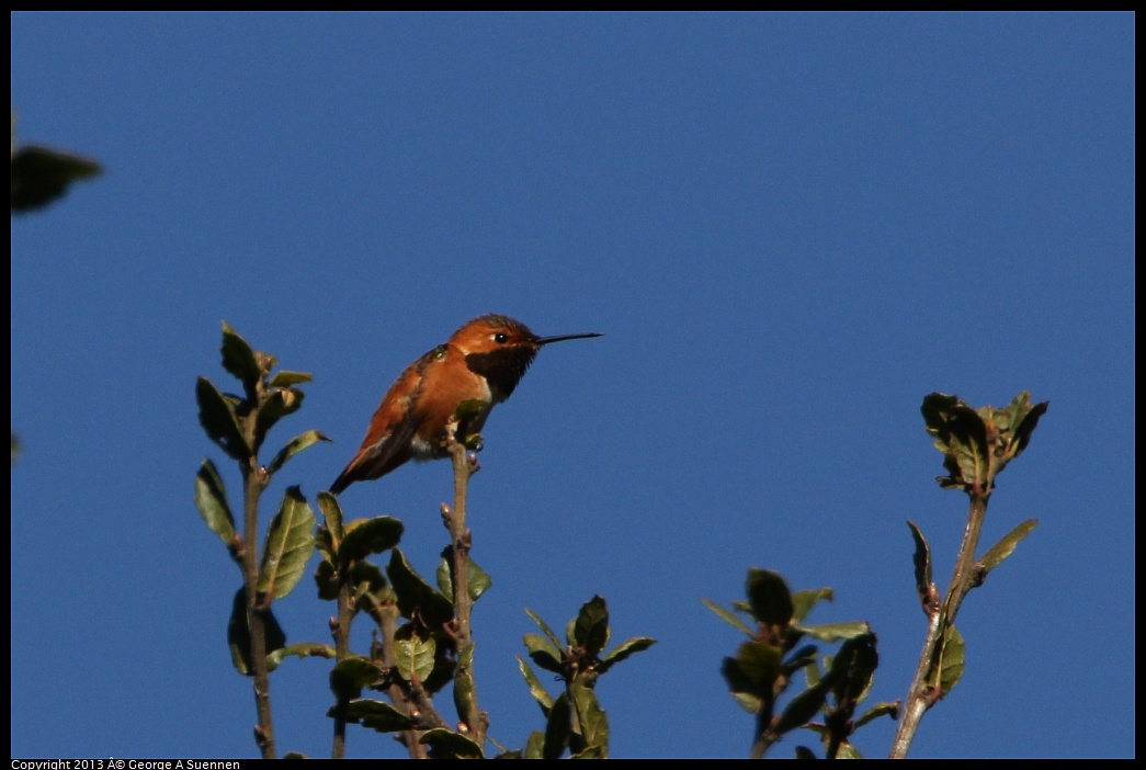 0301-103645-02.jpg - Allen's Hummingbird