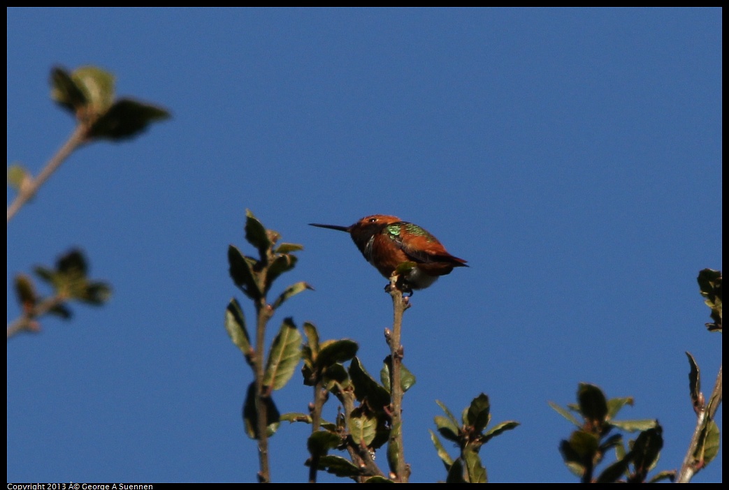 0301-103746-01.jpg - Allen's Hummingbird