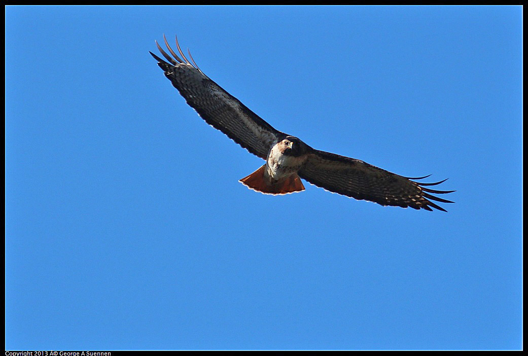0301-104540-02.jpg - Red-tailed Hawk