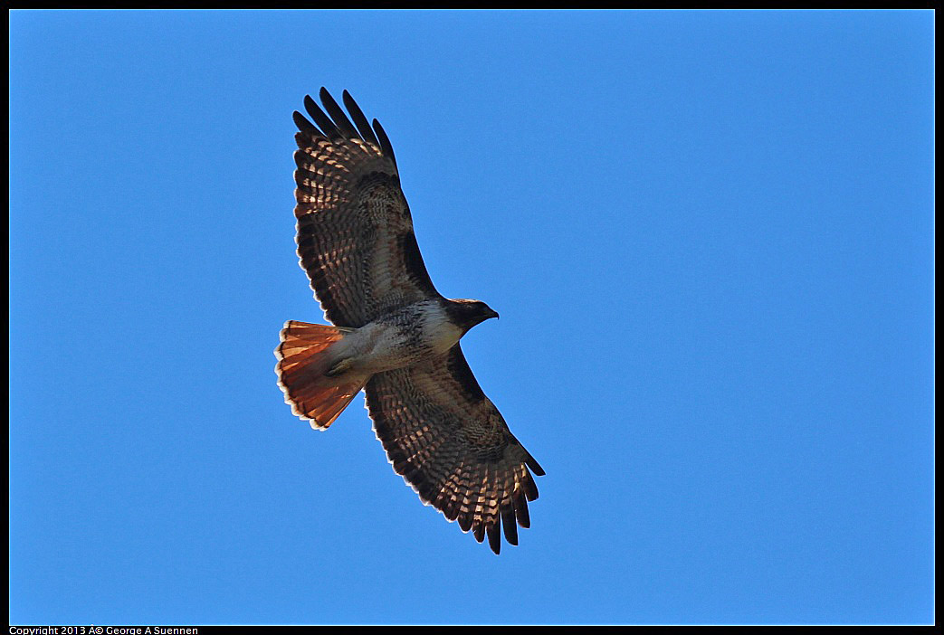 0301-104542-03.jpg - Red-tailed Hawk