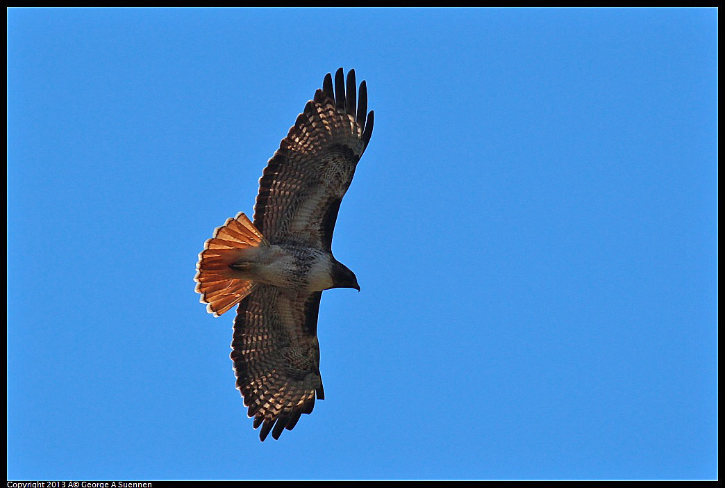 0301-104551-03.jpg - Red-tailed Hawk