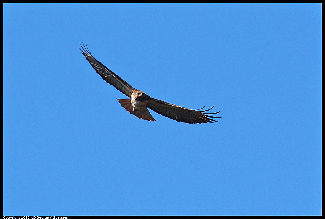 0301-104559-03.jpg - Red-tailed Hawk