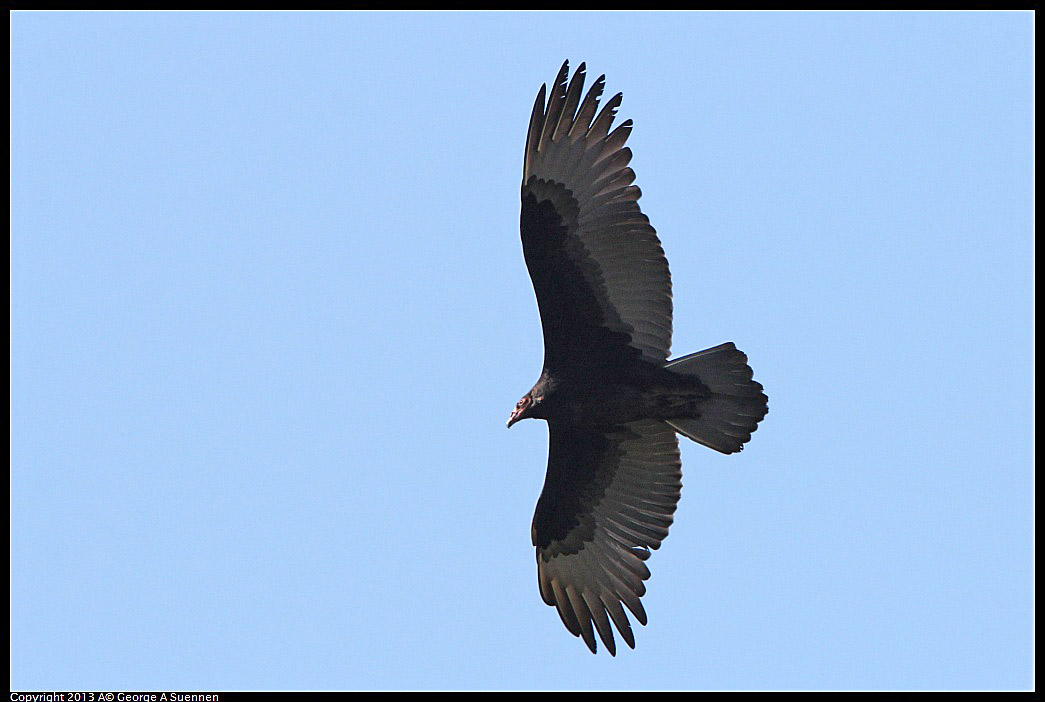 0301-105445-02.jpg - Turkey Vulture