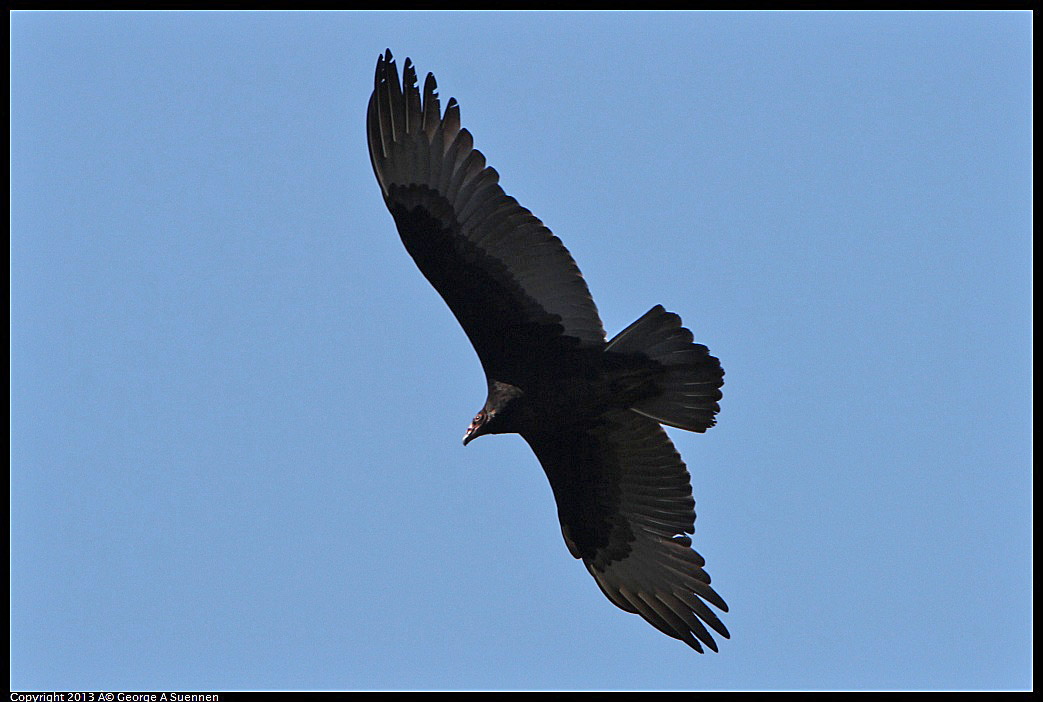 0301-105445-04.jpg - Turkey Vulture
