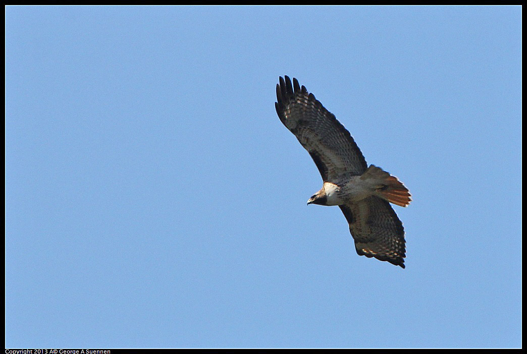 0301-105709-04.jpg - Red-tailed Hawk