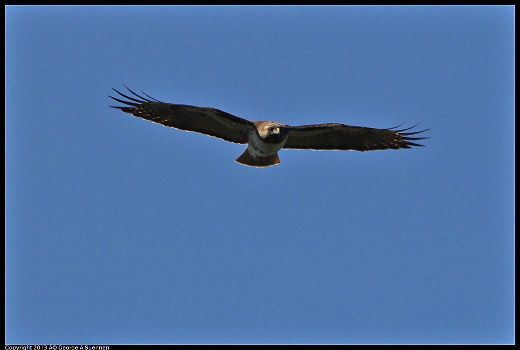 0301-105724-01.jpg - Red-tailed Hawk