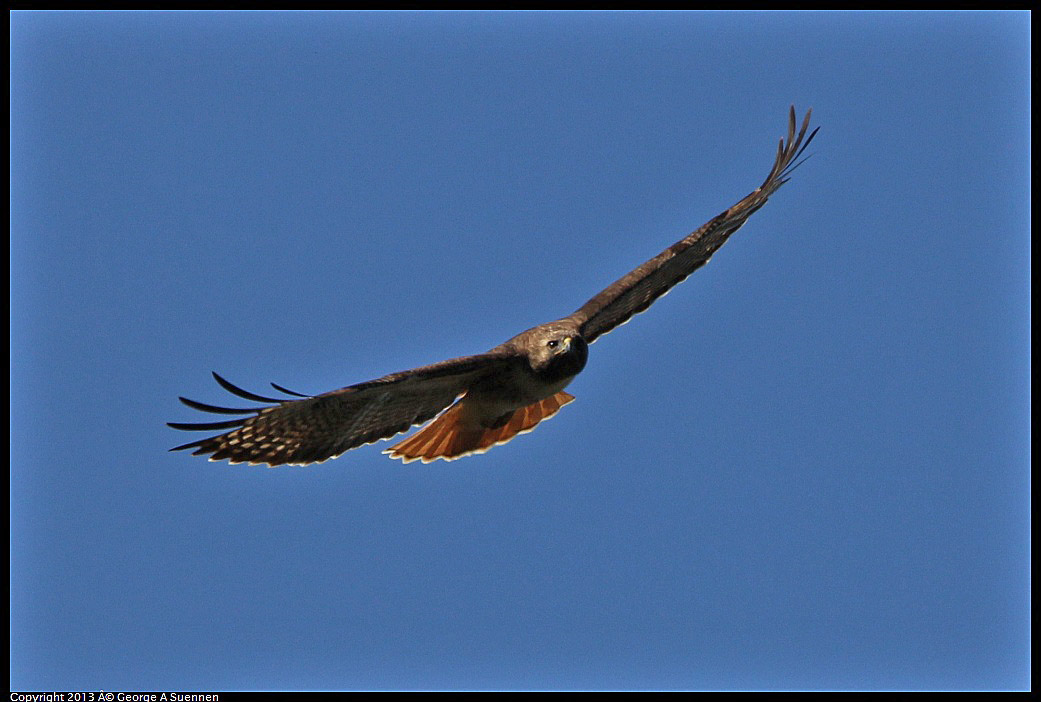 0301-105740-05.jpg - Red-tailed Hawk