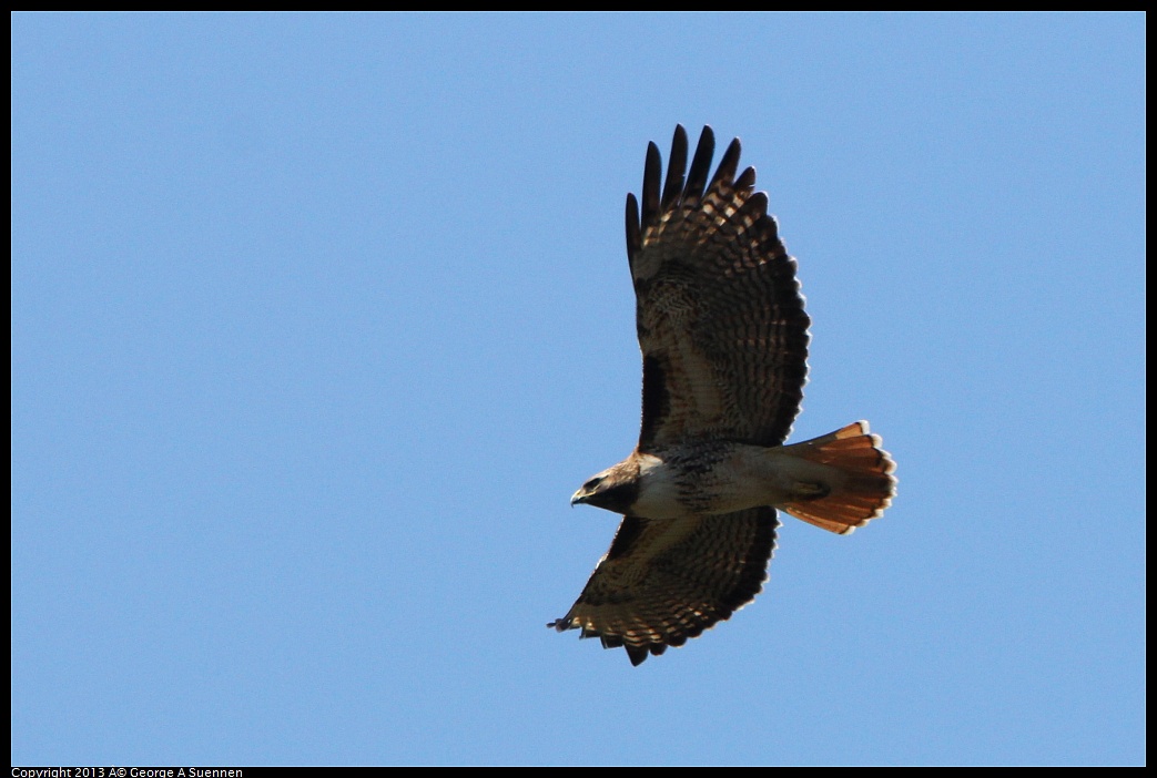 0301-105742-06.jpg - Red-tailed Hawk
