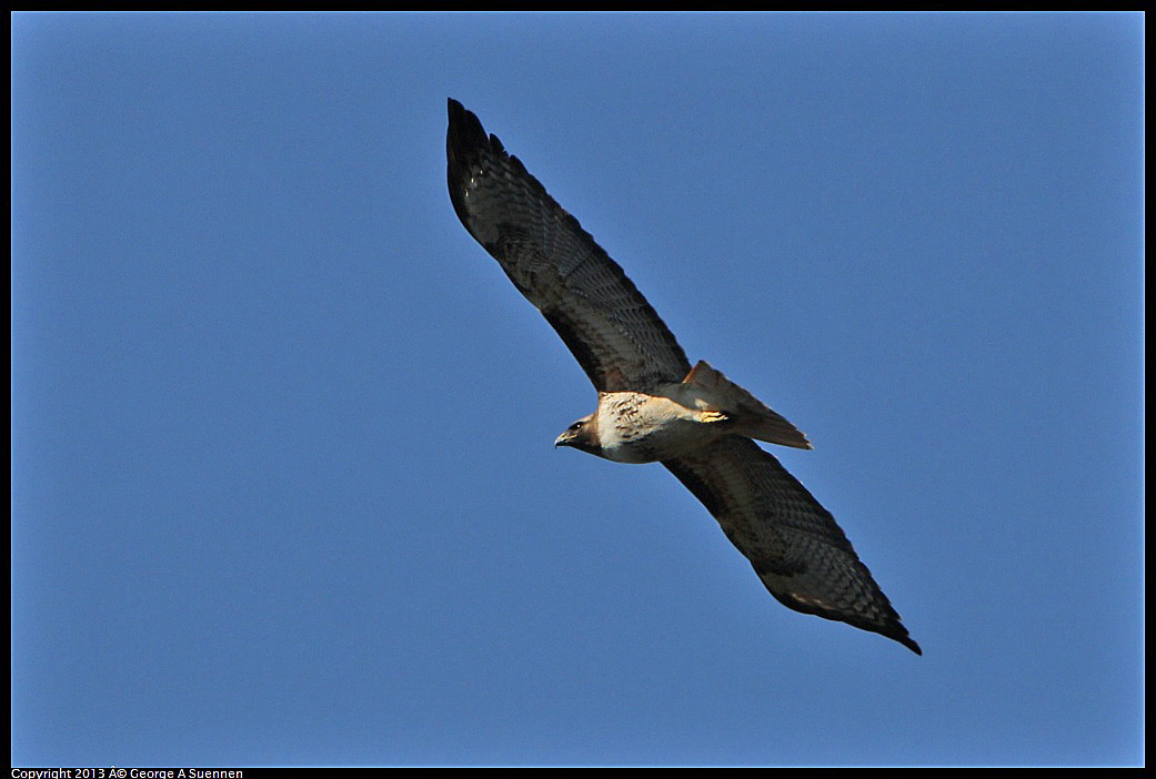 0301-105744-03.jpg - Red-tailed Hawk