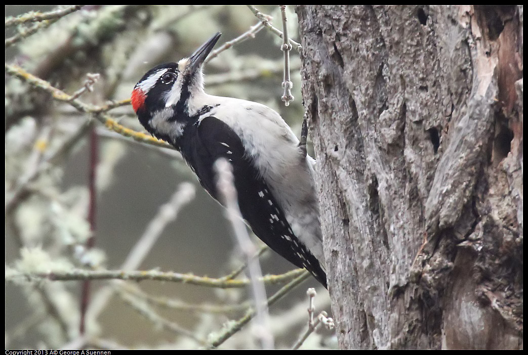 0305-091544-04.jpg - Hairy Woodpecker