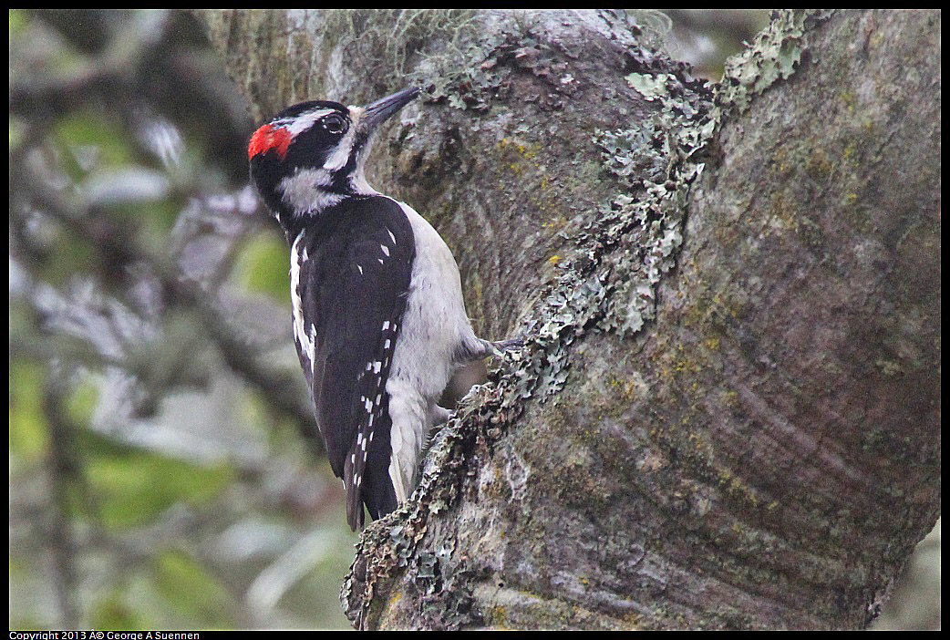 0305-092147-05.jpg - Hairy Woodpecker