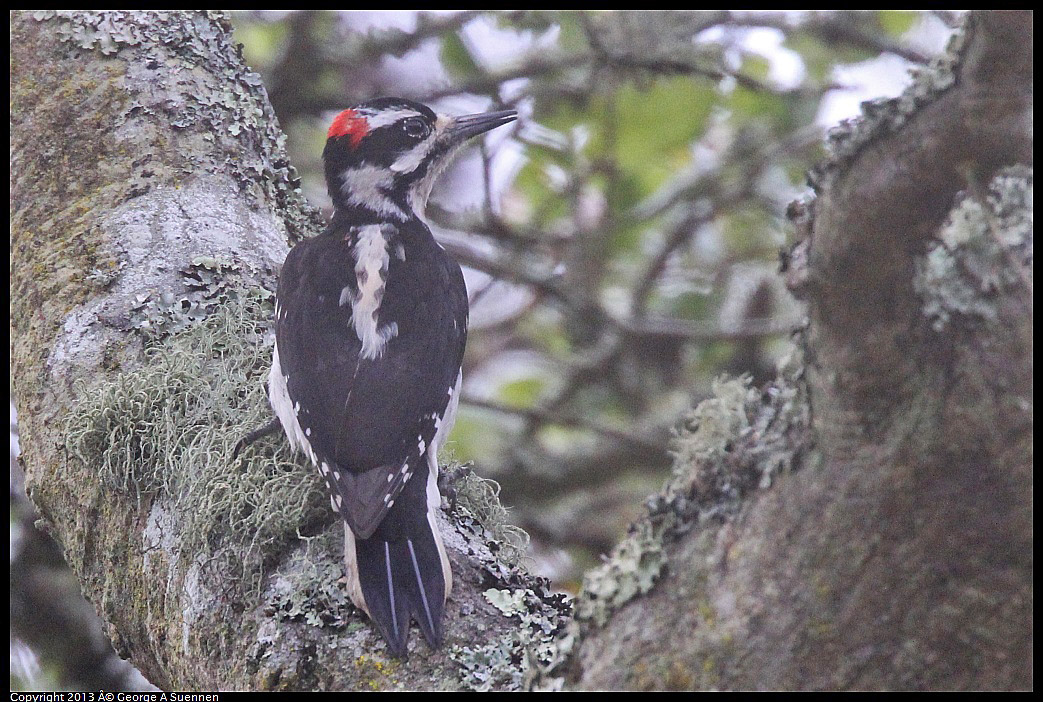 0305-092149-02.jpg - Hairy Woodpecker
